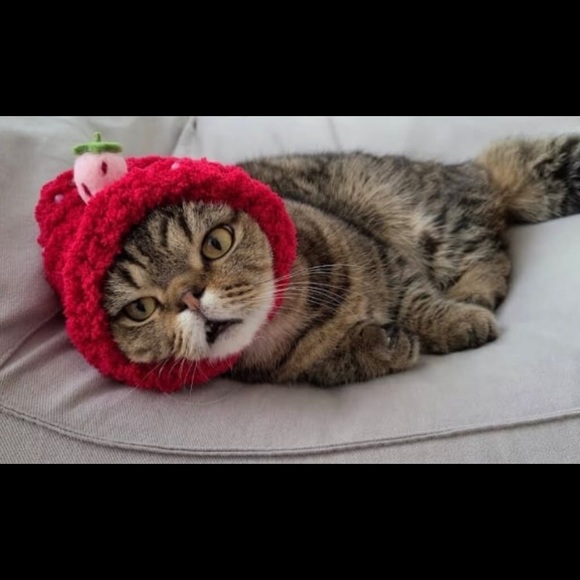 chuchuthecat